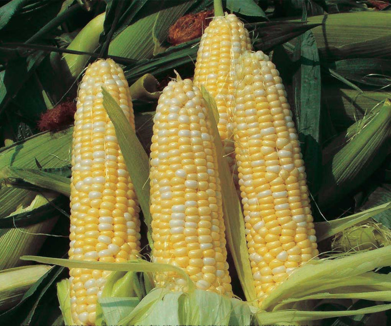 Corn Peaches & Cream Hybrid (72 Days) - 520A