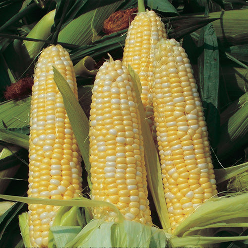 Corn Peaches & Cream Hybrid (72 Days)