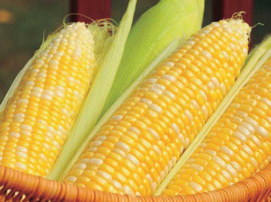 Corn Sweetness (68 Days) - 526A