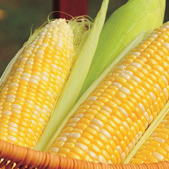 Corn Sweetness (68 Days)