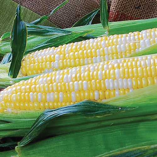 Corn Temptress Hybrid (70 Days) - 530A
