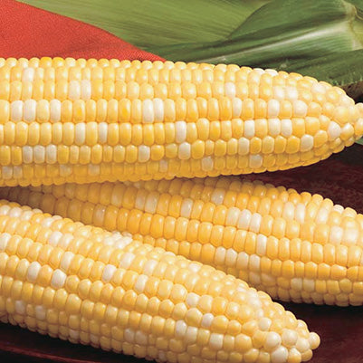 Corn Trinity Bi-Colour (60 Days)