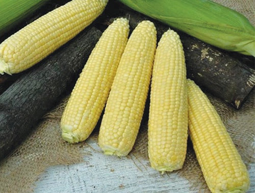 Corn Icon Hybrid (72 Days) - 547A