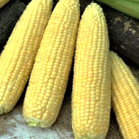 Corn Icon Hybrid (72 Days) - 547A