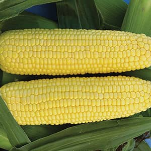 Corn Vision Hybrid