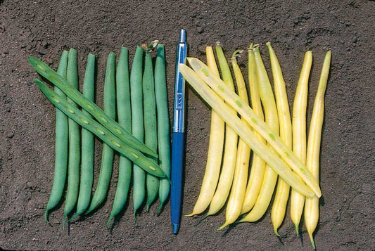 Bean Dandy Gold (54 Days) - 55A