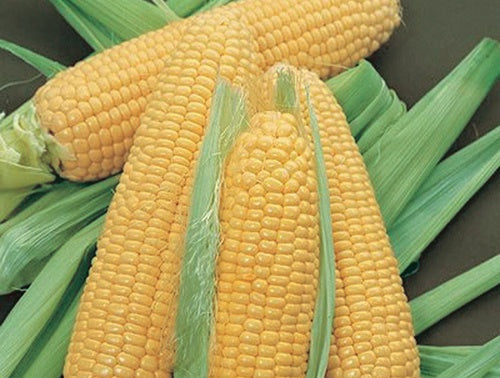 Corn Bodacious (75 Days) (SE) - 550A