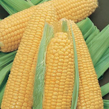 Corn Bodacious (75 Days) (SE) - 550A