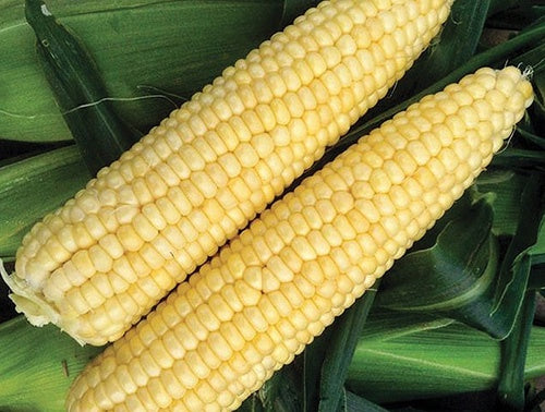 Cafe Hybrid Corn (68 Days) - 552A