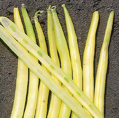 Bean Dandy Gold (54 Days)