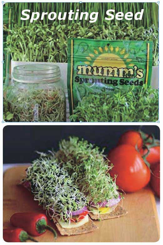 Alfalfa Sprouts - 5602A