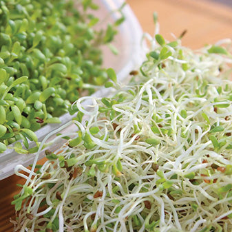Alfalfa Sprouts - 5602A