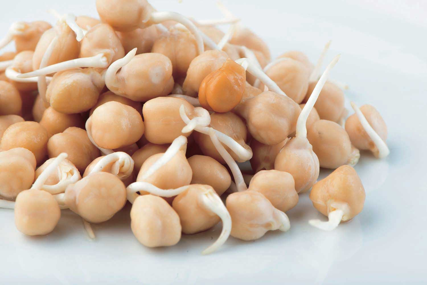 Garbanzo Beans - 5605A