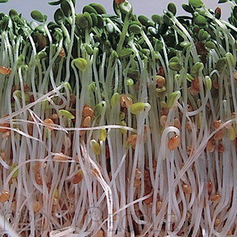 Broccoli Brassica Blend