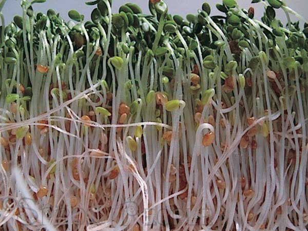 Red Clover Sprouts - 5607A
