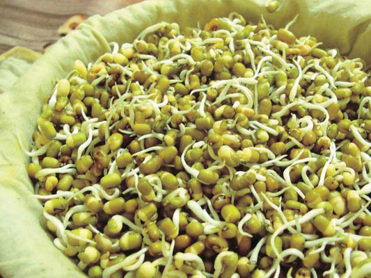 Mung Bean Sprouts - 5608A
