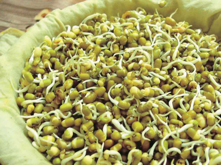 Mung Bean Sprouts - 5608A