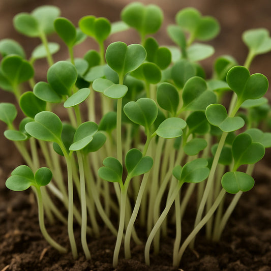 Daikon Radish Sprouts