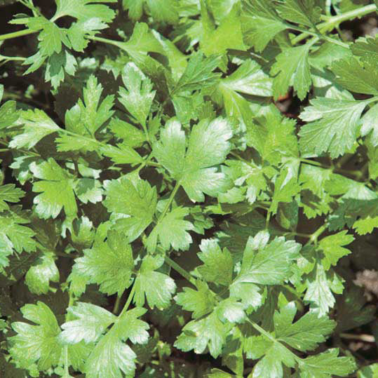 Cilantro Sprouts - 5615A