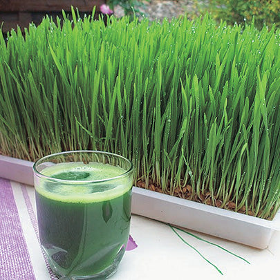 Wheatgrass - 5616A