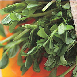 Speckled Pea - 5617A