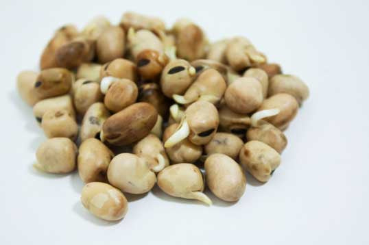 Fava Bean - 5622A