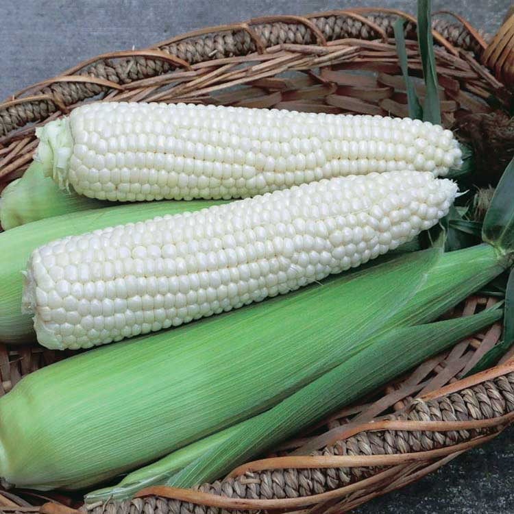 Corn Eden (76 Days) - 566A