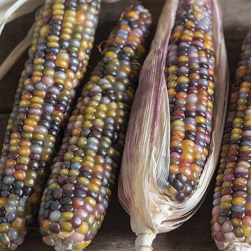 Ornamental Corn Glass Gem