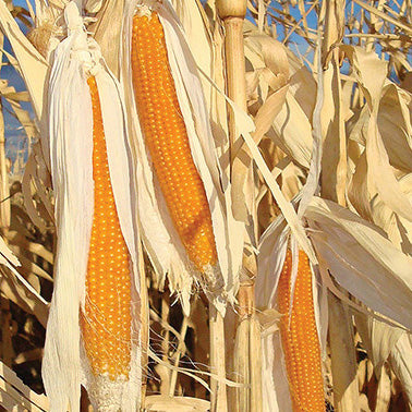 Corn Popcorn Robust 997