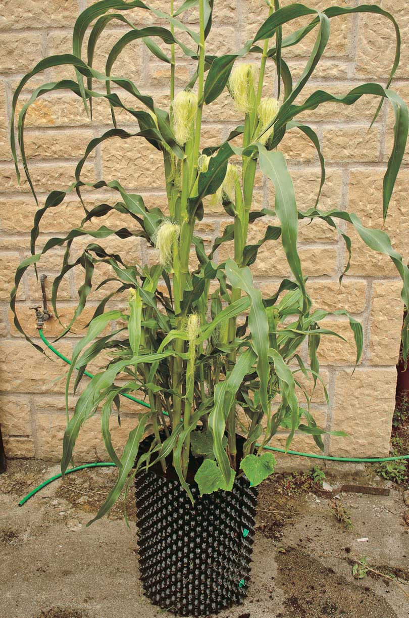 Baby Corn Cutie Pops (75 Days) - 590A