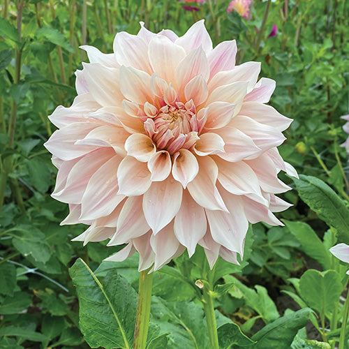 Dahlia Cafe Au Lait - 6102A