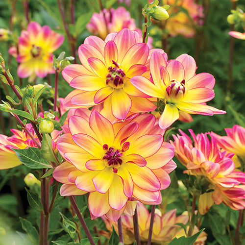 Dahlia Pacific Ocean - 6108A