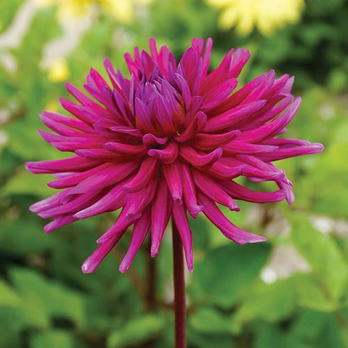 Dahlia Purple Gem - 6112A
