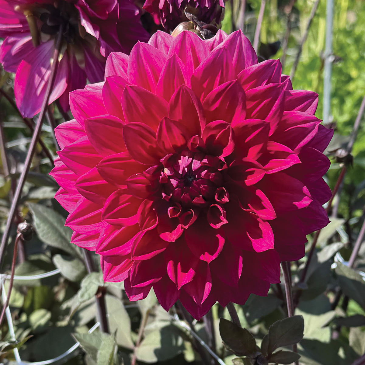 Dahlia Engelhardt's Matador
