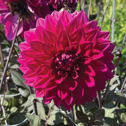 Dahlia Engelhardt's Matador