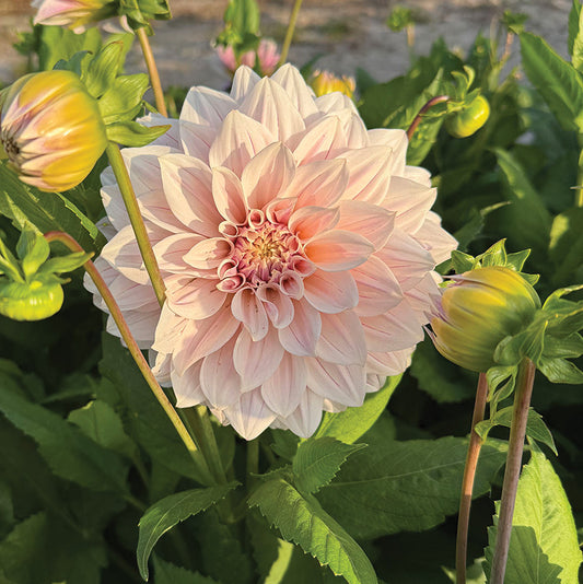 Dahlia Titan Ballerina Blush