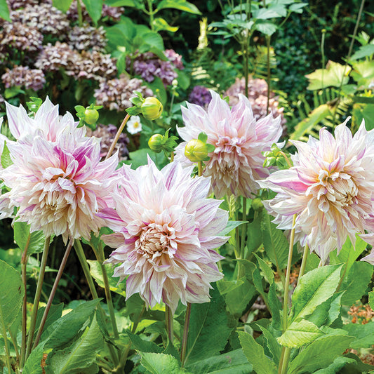 Dahlia Cafe Au Lait Twist