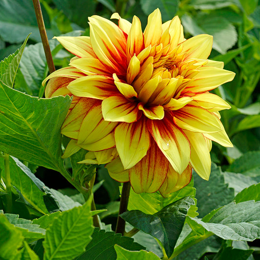 Dahlia Dazzling Sun