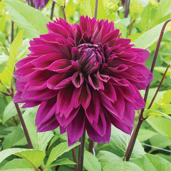 Dahlia Thomas A. Edison