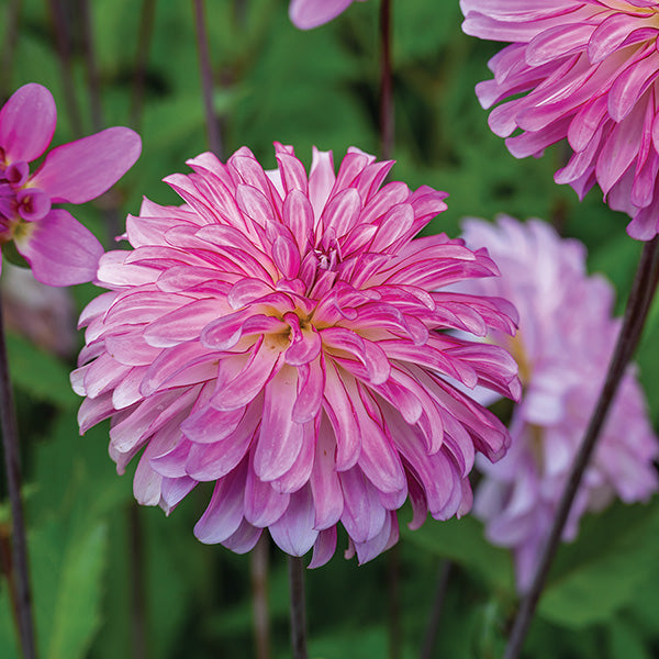 Dahlia Pink Umbrella