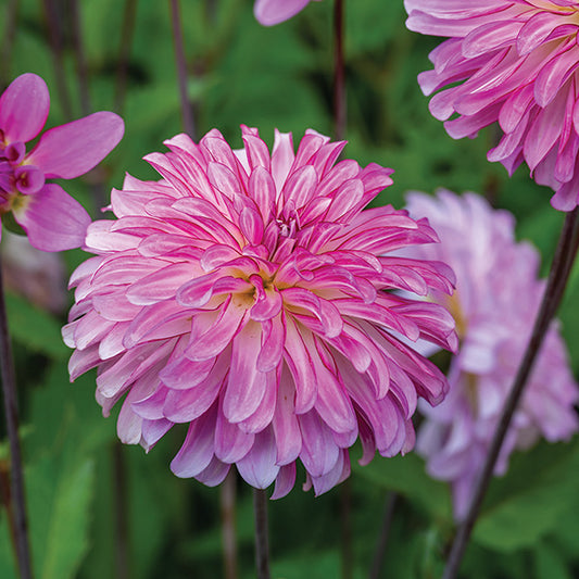Dahlia Pink Umbrella