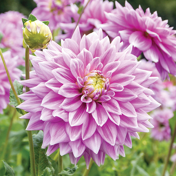 Dahlia Ferncliff Inspiration