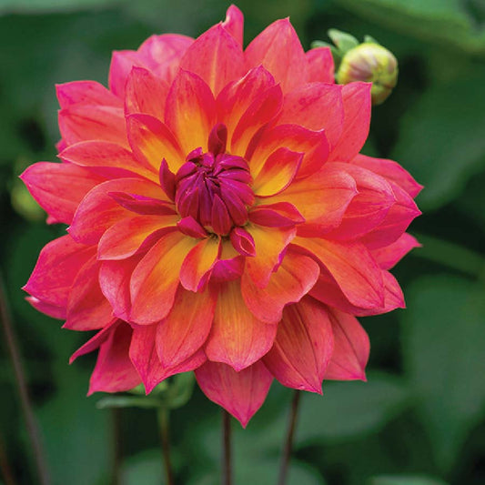 Dahlia Firepot - 6123A