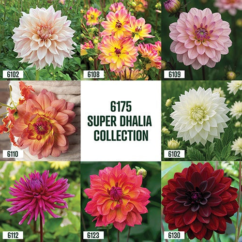 Super Dahlia Collection / 8 roots - 6175A