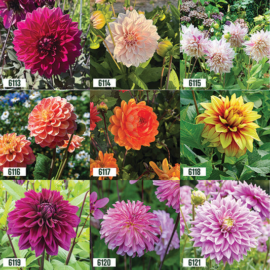 Dahlia Collection / 9 tubers