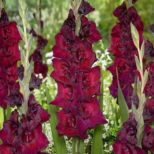 Gladiolus Black Star - 6214A