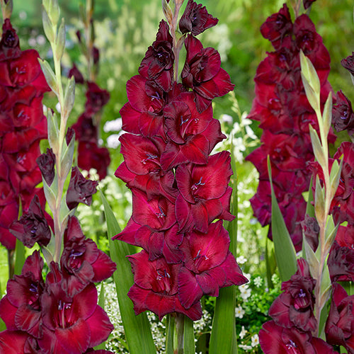 Gladiolus Black Star - 6214A