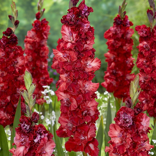 Gladiolus Velvet Raspberry - 6215A