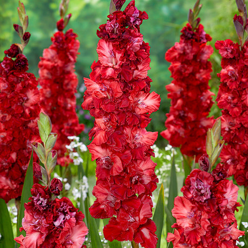 Gladiolus Velvet Raspberry - 6215A