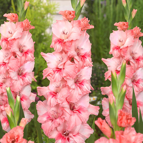 Gladiolus Adrenalin - 6216A